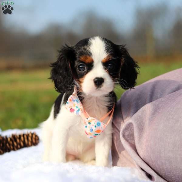 Betzy, Cavalier King Charles Spaniel Puppy