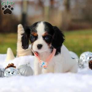 Betzy, Cavalier King Charles Spaniel Puppy