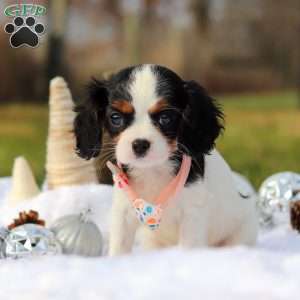 Betzy, Cavalier King Charles Spaniel Puppy