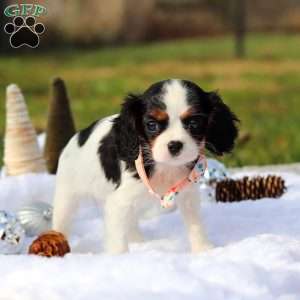 Betzy, Cavalier King Charles Spaniel Puppy