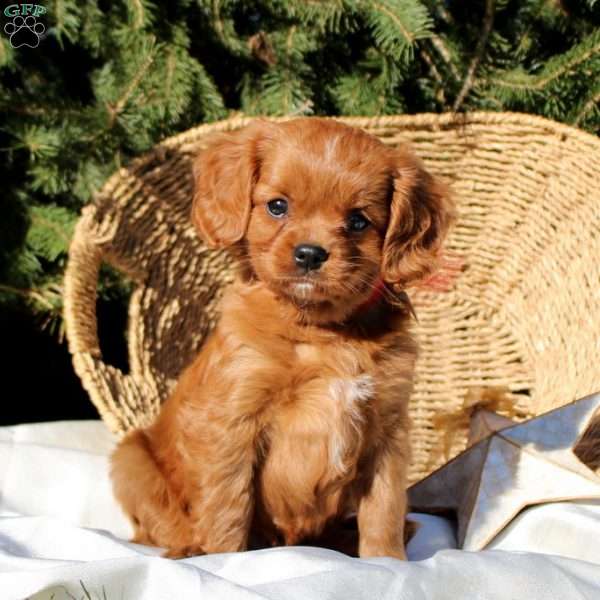 Bingo, Cavapoo Puppy