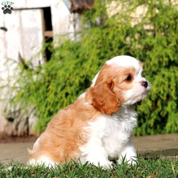 Bingo, Cavapoo Puppy