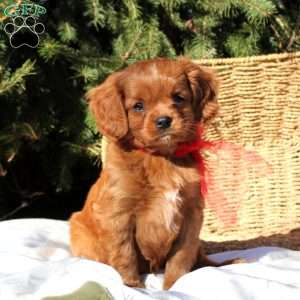 Bingo, Cavapoo Puppy