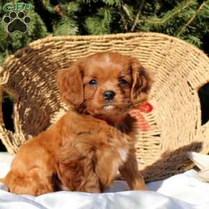 Bingo, Cavapoo Puppy