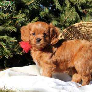 Bingo, Cavapoo Puppy