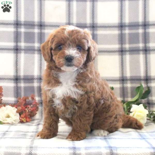 Biscuit, Cavapoo Puppy