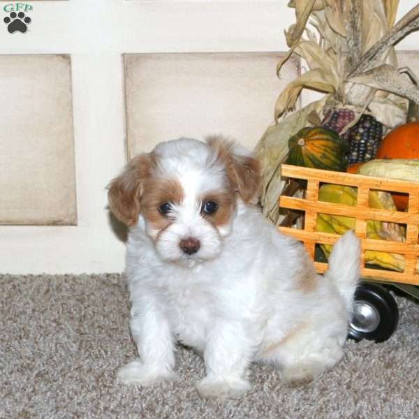 Biscuit, Maltipoo Puppy