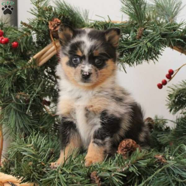 Biscuit, Pomsky Puppy