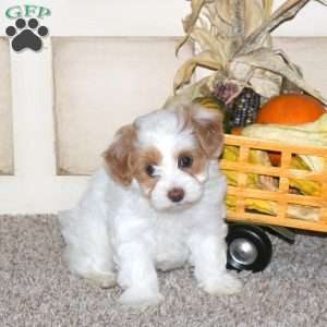 Biscuit, Maltipoo Puppy