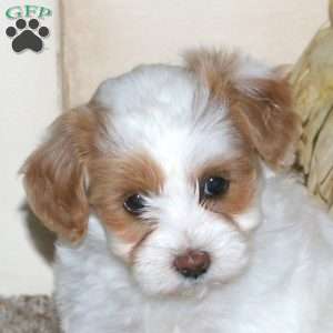 Biscuit, Maltipoo Puppy