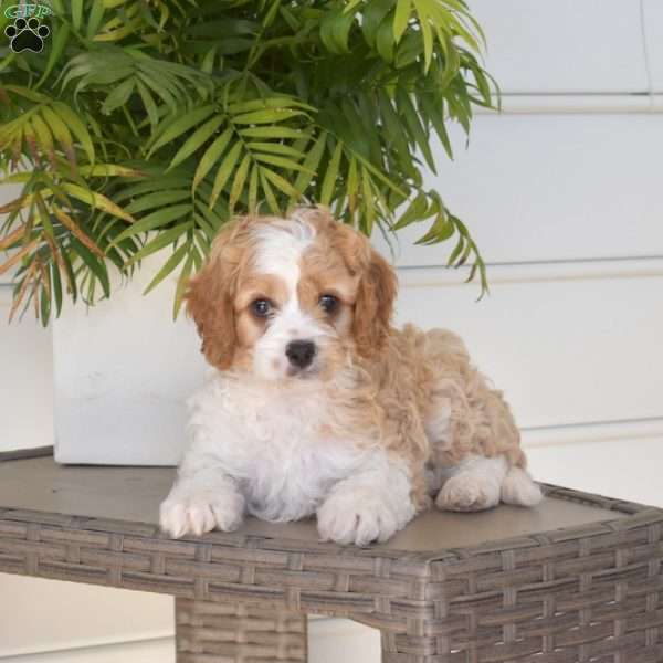 Biscuit, Cavapoo Puppy