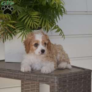 Biscuit, Cavapoo Puppy