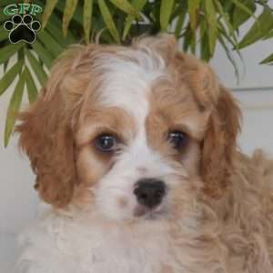 Biscuit, Cavapoo Puppy