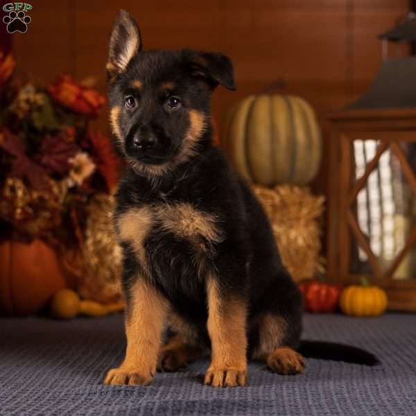 Bo, German Shepherd Puppy