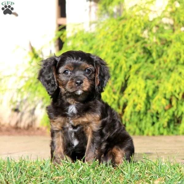 Blake, Cavapoo Puppy