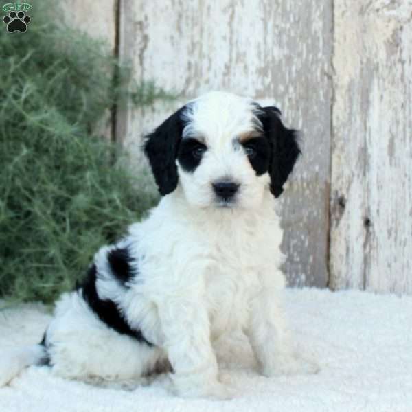 Blake, Bernese Mountain Dog Mix Puppy