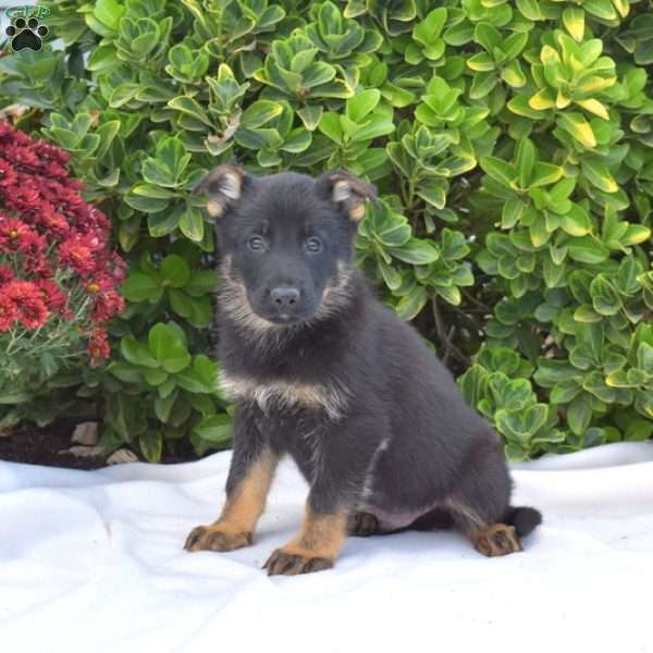 Blaze, German Shepherd Puppy