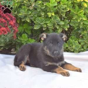 Blaze, German Shepherd Puppy