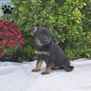 Blaze, German Shepherd Puppy