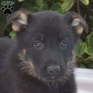 Blaze, German Shepherd Puppy