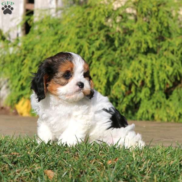 Blaze, Cavapoo Puppy