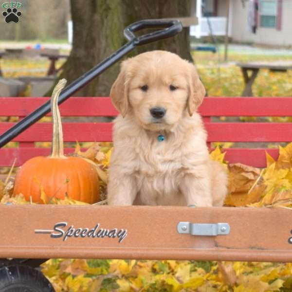 Blazer, Golden Retriever Puppy