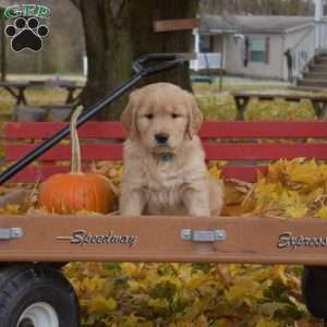 Blazer, Golden Retriever Puppy