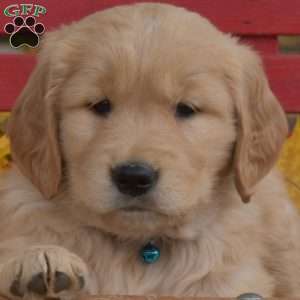 Blazer, Golden Retriever Puppy