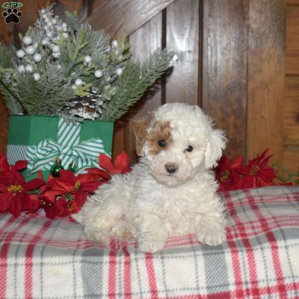 Blizzard, Miniature Poodle Puppy