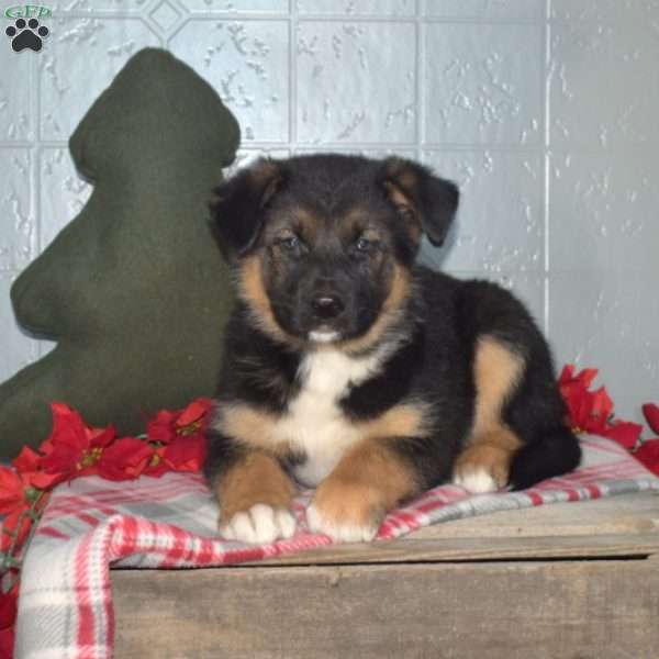 Blizzard, German Shepherd Mix Puppy