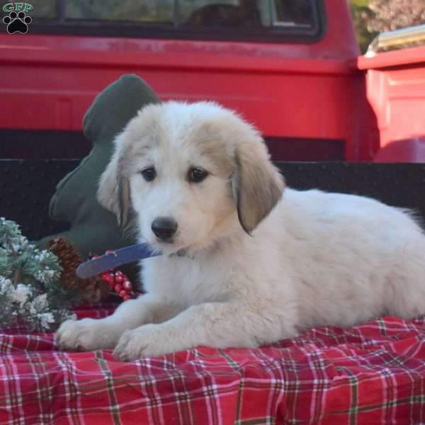 Blizzard, Great Pyrenees Puppy