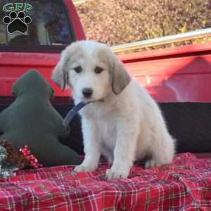 Blizzard, Great Pyrenees Puppy