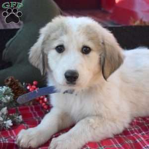 Blizzard, Great Pyrenees Puppy