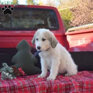 Blizzard, Great Pyrenees Puppy