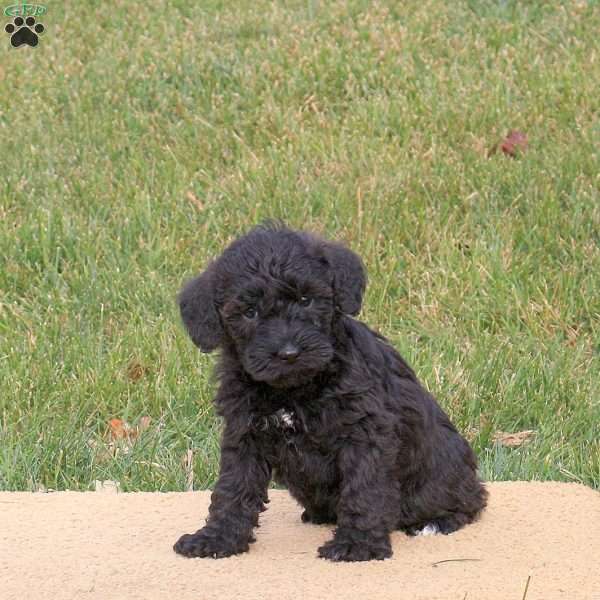 Blossom, Mini Schnoodle Puppy