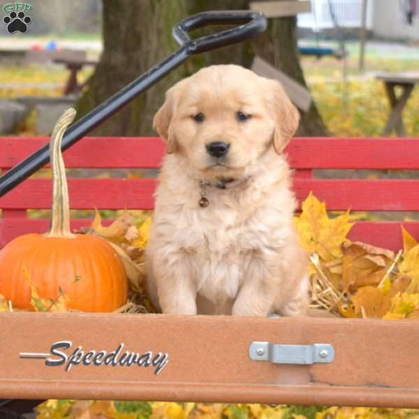 Blossom, Golden Retriever Puppy