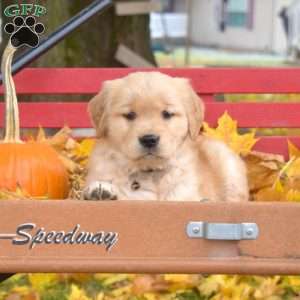 Blossom, Golden Retriever Puppy