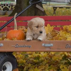 Blossom, Golden Retriever Puppy