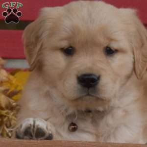 Blossom, Golden Retriever Puppy