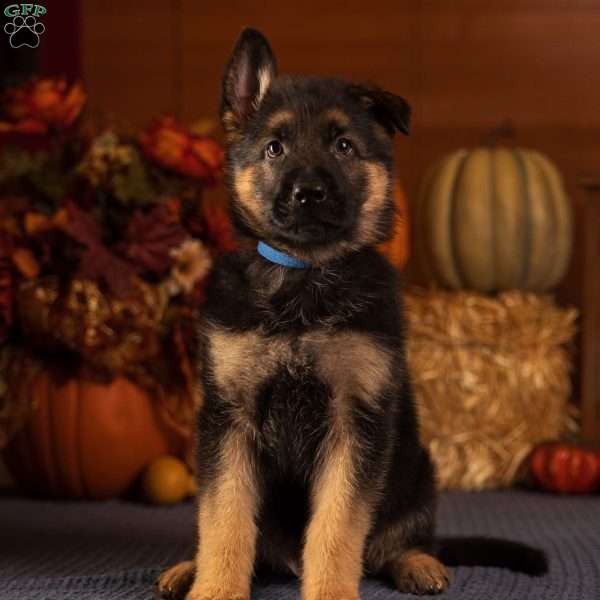 Bob, German Shepherd Puppy