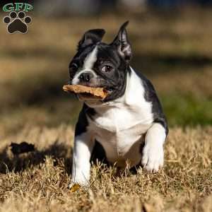 Bobby, Boston Terrier Puppy