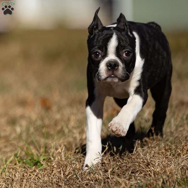 Bobby, Boston Terrier Puppy