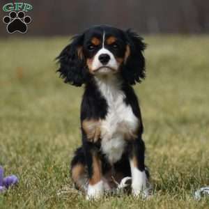 Bobby, Cavalier King Charles Spaniel Puppy