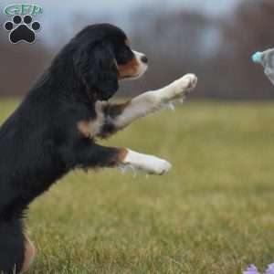 Bobby, Cavalier King Charles Spaniel Puppy