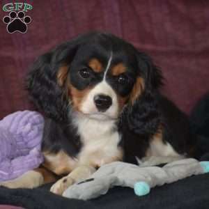 Bobby, Cavalier King Charles Spaniel Puppy