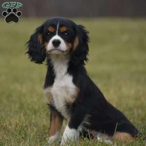 Bobby, Cavalier King Charles Spaniel Puppy