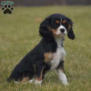 Bobby, Cavalier King Charles Spaniel Puppy