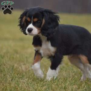 Bobby, Cavalier King Charles Spaniel Puppy