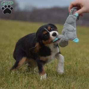 Bobby, Cavalier King Charles Spaniel Puppy