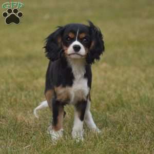 Bobby, Cavalier King Charles Spaniel Puppy